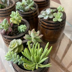 Mini Barrel Planters Read Description For Size!