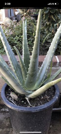 100% ORGANIC, Aloe Vera plant, in 1gl can, properly established (planta de Sábila - Zabila en un bote de 1 galon ya establesida) Home Grown!