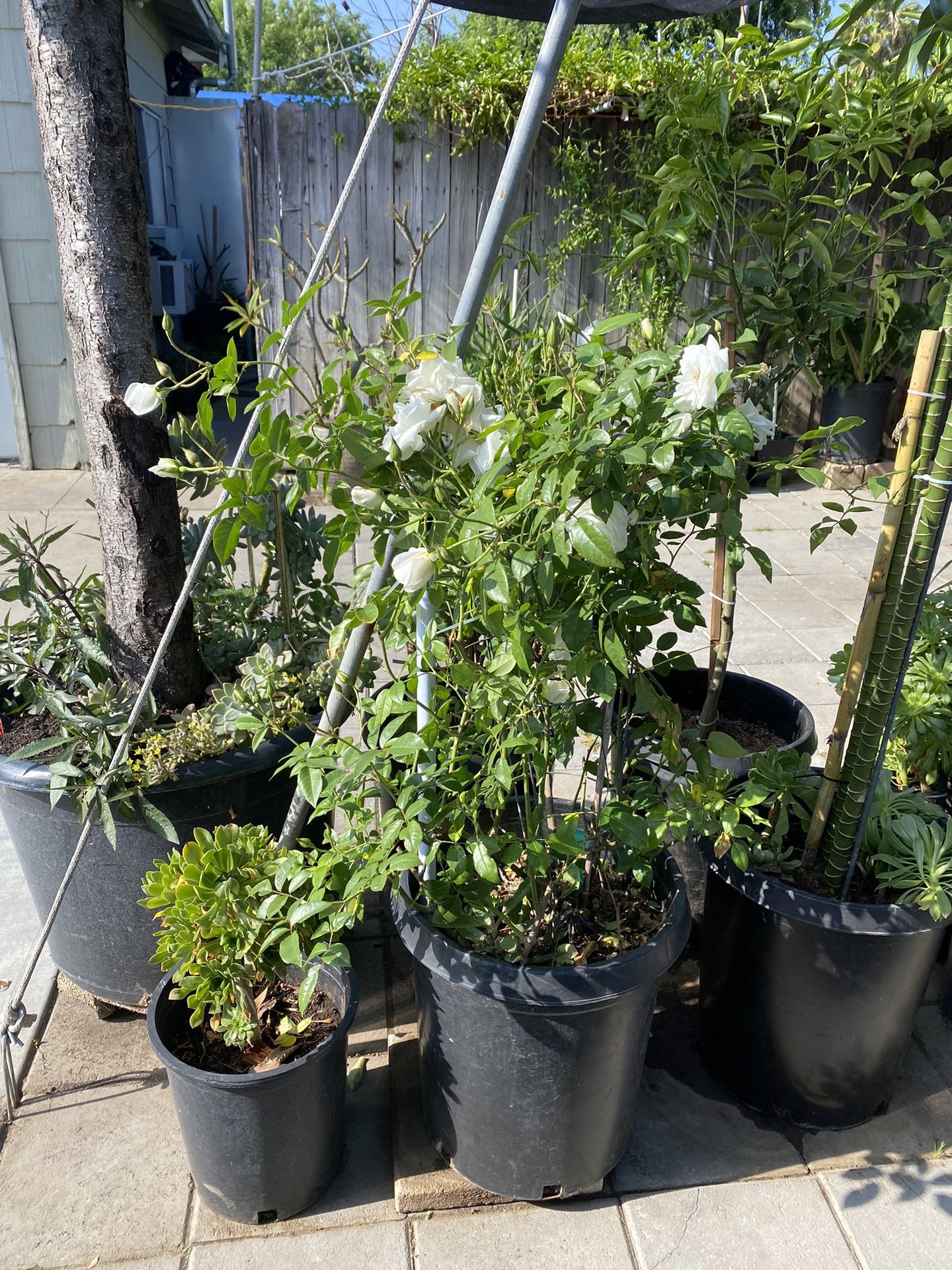 Rose Plant For Sale