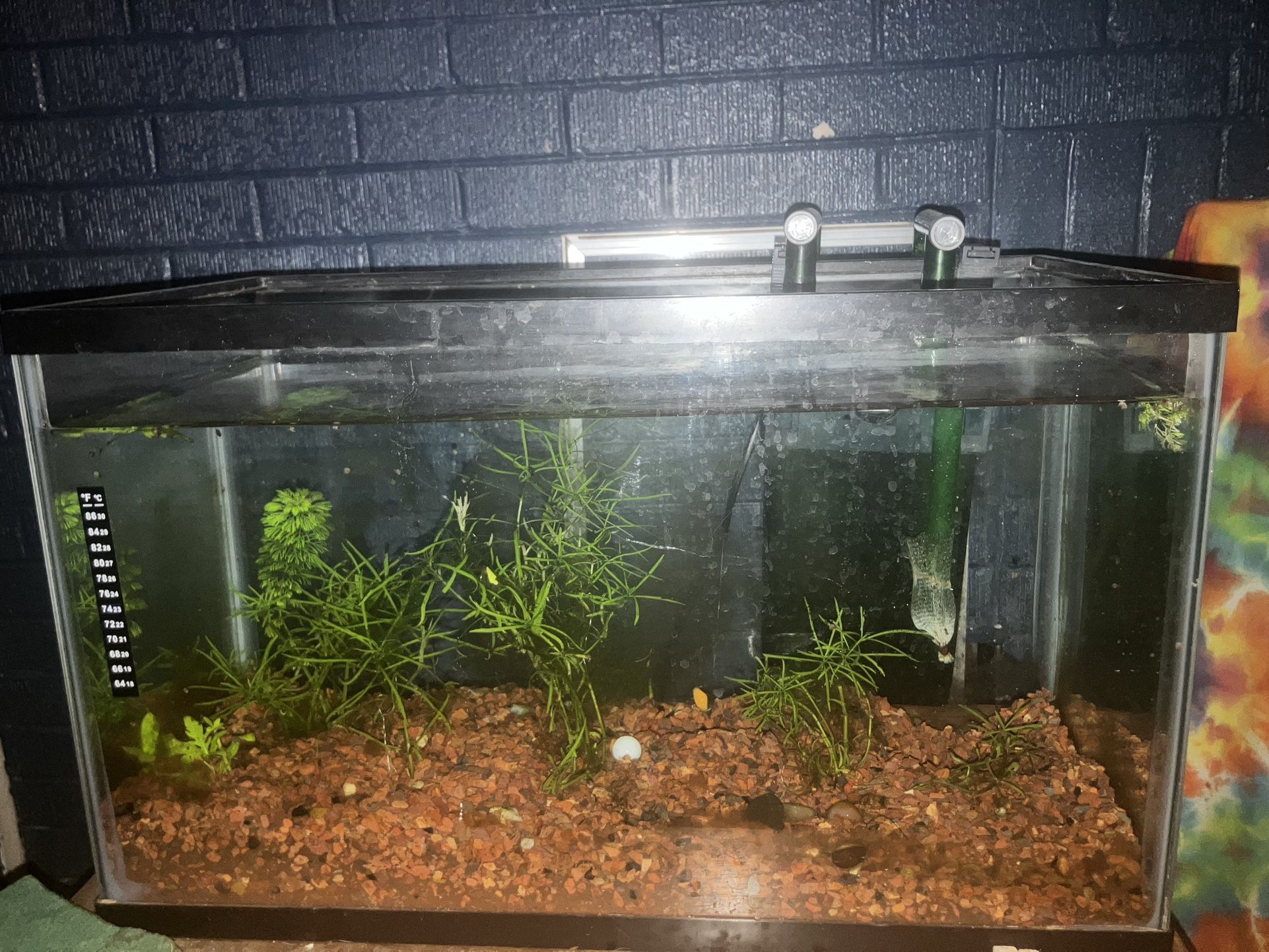 Fish Tank