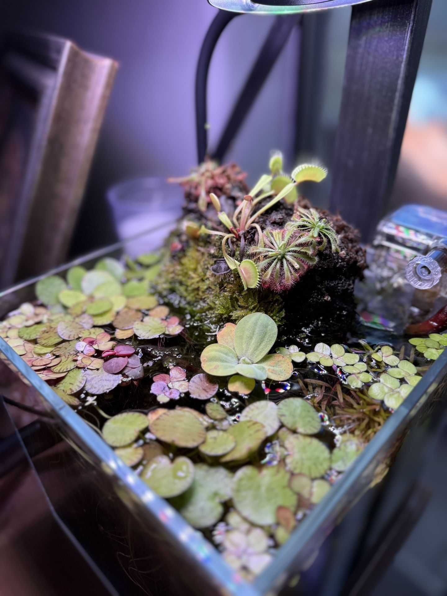 Floater Plants For Aquariams