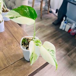 Monstera albo variegated