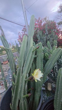 Big Cactus different size