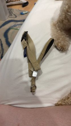 Small tan gentle leader dog face collar