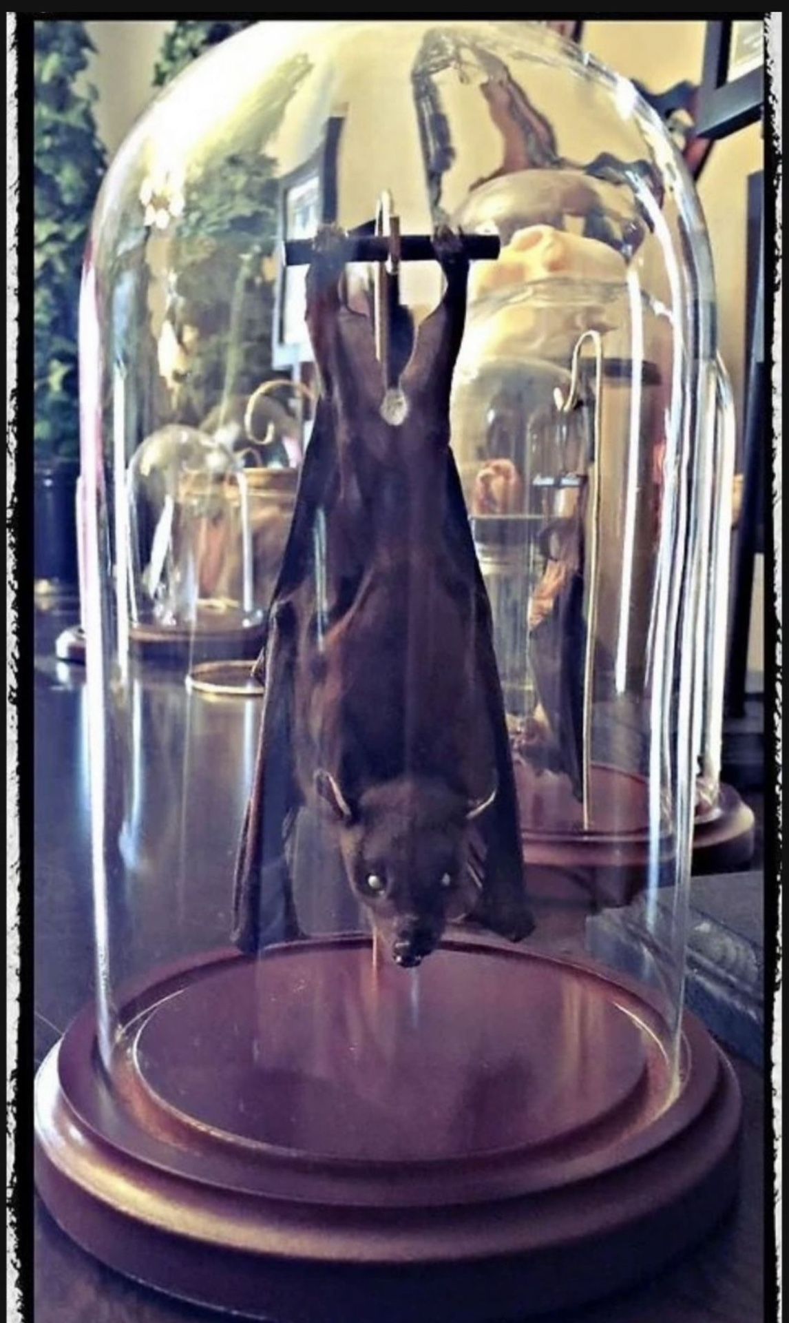 Hanging Taxidermy Bat In A Dome – Ready To Fly Position - Oddities