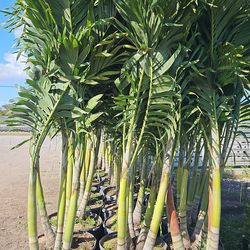 Christmas palms over 8 feet tall Instant privacy Hedge and decoration