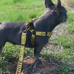 off white harness