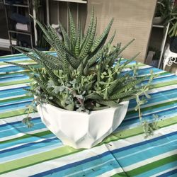 Pot of Haworthia with ice plant succulents