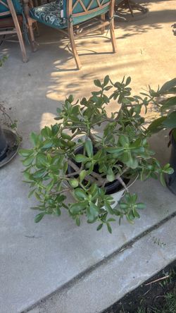 Planta de venta