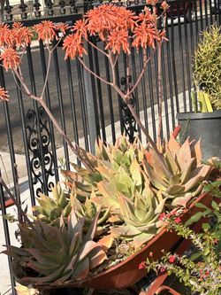 Plantas Plants Cactus 
