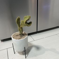 🪴bunny Ear Cactus