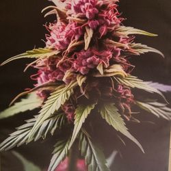 Cool bud print