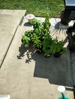 Basal plants