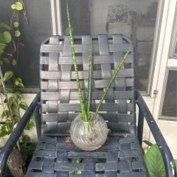 Cilindrica Sanciviera Plant 