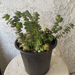 1 Gallon Pot Succulent Plant - Crassula Perforata  - String of Buttons - Rooted & Established Plant - Drought Resistant - 🪴 