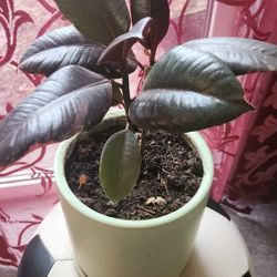 Ficus Elastica Robusta 