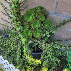 Succulents In Pot