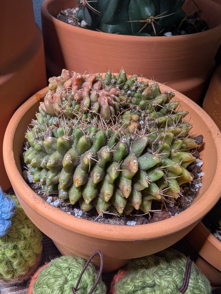 Gymnocalycium Crested 
