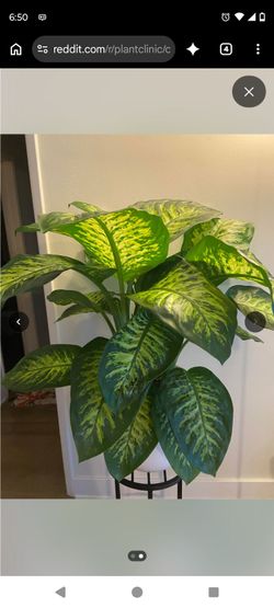 Rare Tropic Snow Dieffenbachia Plant/ Indoor Plant/ House Plant/ flower Patio Garden starter