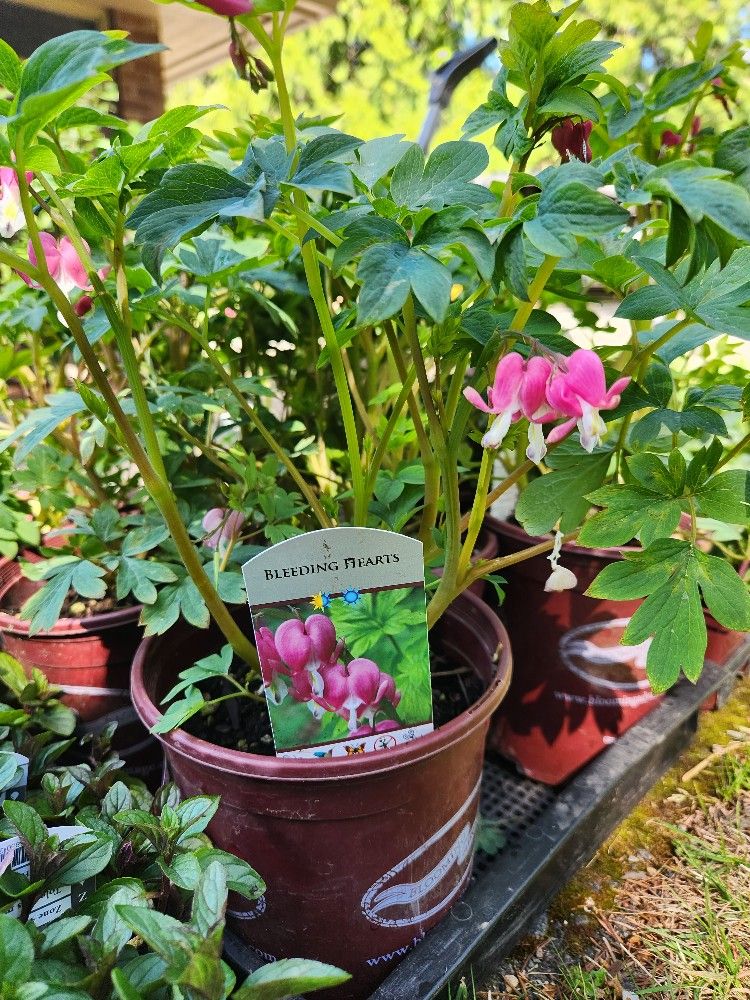 Bleeding Hearts- Dicentra 