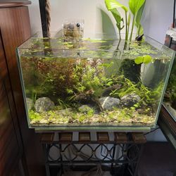 6.8 Gallon Planted Aquascape Aquarium Fish Tank 