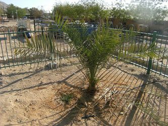 Date Medjool Palm