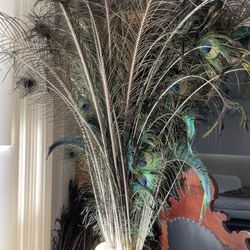 Peacock Feathers