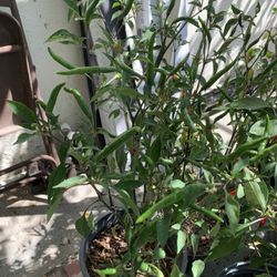 Thai Chili