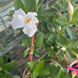 Parasol Plant,pink,and white