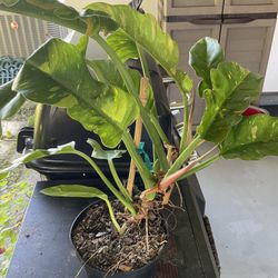 Ring Of Fire Cuttings