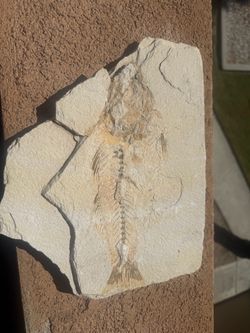 12” Green River Formation Fossil Fish – Mioplosus cf. labracoides – Wyoming Eocene