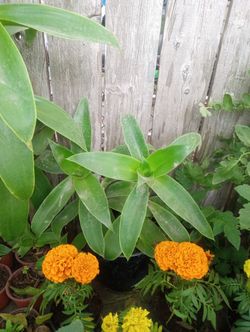 Plantas De Diferentes