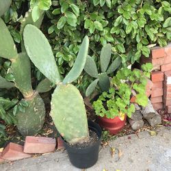 Captu Nopal