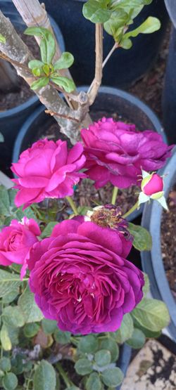 Rose Bush .