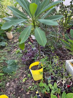 50 inches tall Plumeria plant