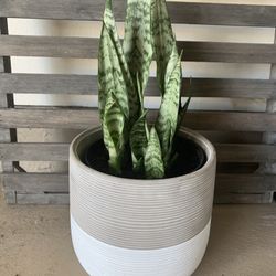 Plant