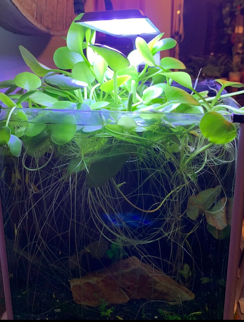 Amazon Frogbit Floating Aquarium Plant