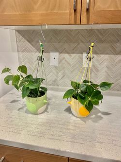 Pothos Plants