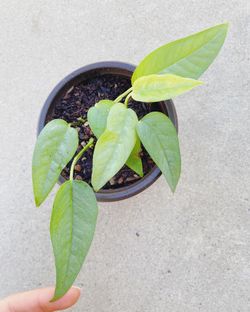 Cebu Blue Pothos