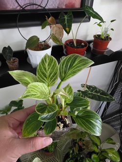 Philodendron - Birkin