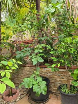 Guava Fruit trees. Big trees. 15 ft tall