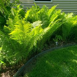 Ostrich Ferns $5 each. Cheaper than the big box stores!