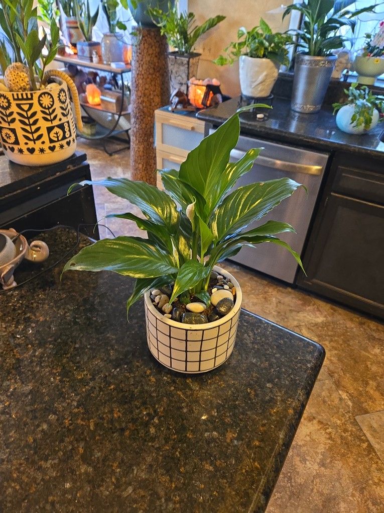 Lovely Peace Lilly Plant In New 6.5in Wide Ceramic Pot With Stones 