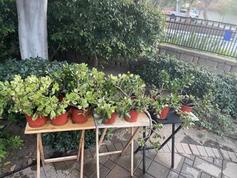 Jades for sale! 🪴🌵🌱