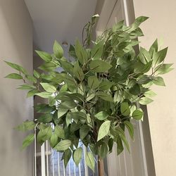 Faux Mini Ficus Tree
