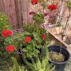 Geranium Plants 