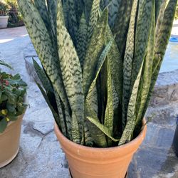 Snake Plant 