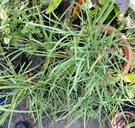 Garlic Chive Herbs keeps Iguanas Away
