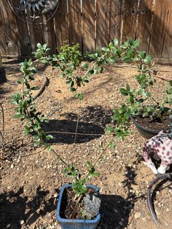 Bonsai plant for sale $50 each