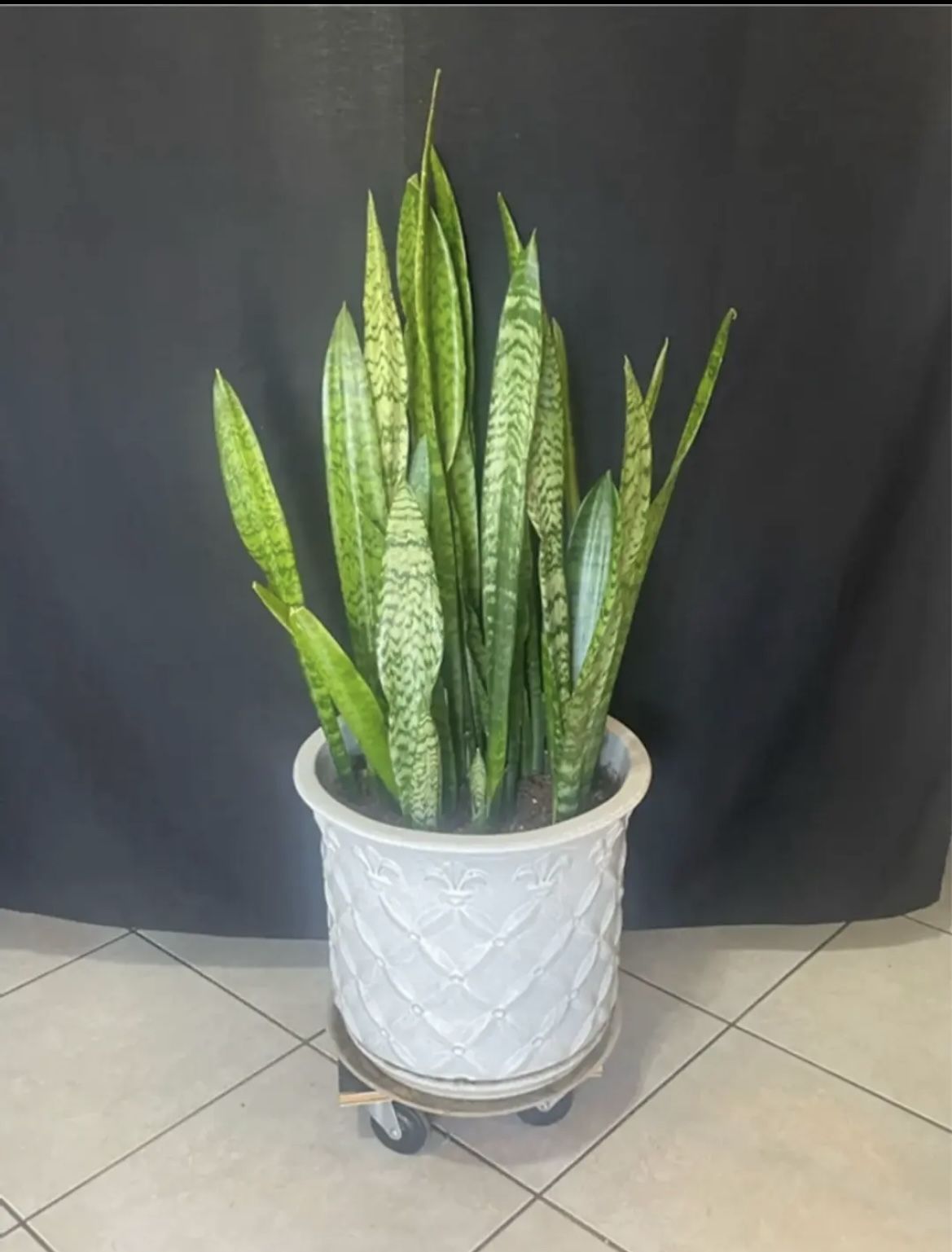 Snake plant